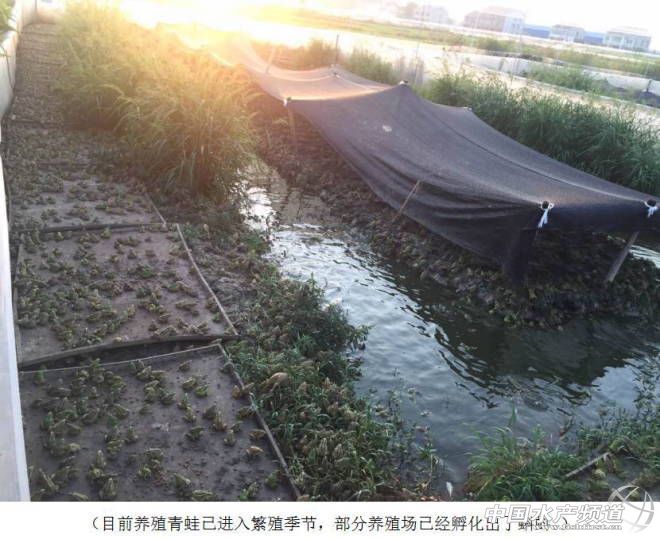 青蛙养殖一亩一年收益是多少,青蛙养殖该何去何从