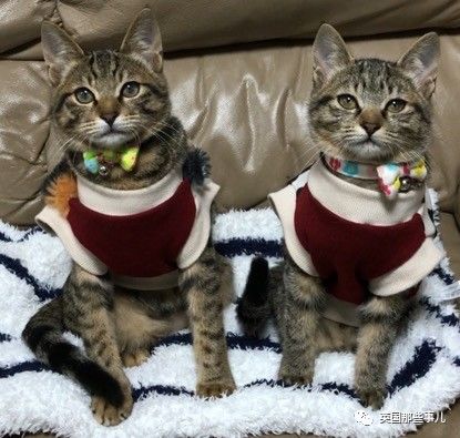 铲屎官养的猫夫妻,一对猫夫妇的铲屎官