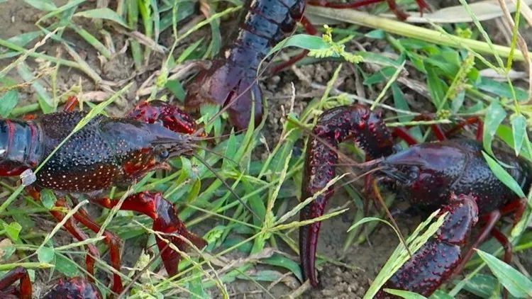 今晚6点，江苏卫视带你遇见最美的淮安