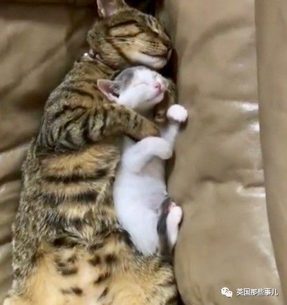 铲屎官养的猫夫妻,一对猫夫妇的铲屎官