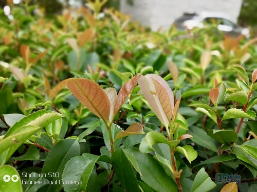 金立s10和金立s10l有什么区别,金立s10c拍照