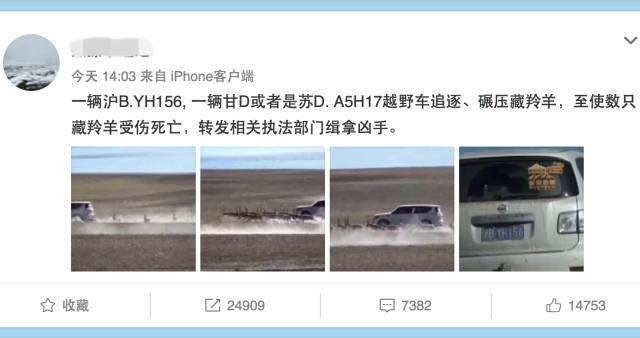 藏羚羊随处可见,藏羚羊可以看到吗