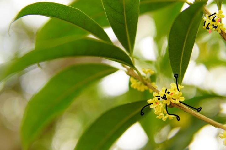 秋意浓，桂枝香（内附超萌桂花表情包,*/\*）