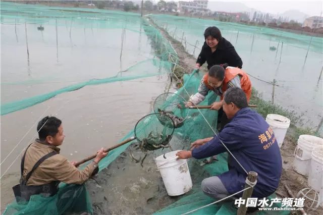 杭州萧山55岁大叔8万元泥鳅苗预计有66万收入!