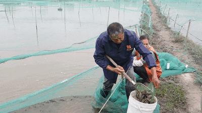 杭州萧山55岁大叔8万元泥鳅苗预计有66万收入!