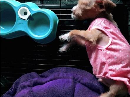 领养的狗狗患上细小，拿不出这么多治疗费，网友求助怎么办