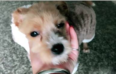 领养的狗狗患上细小，拿不出这么多治疗费，网友求助怎么办