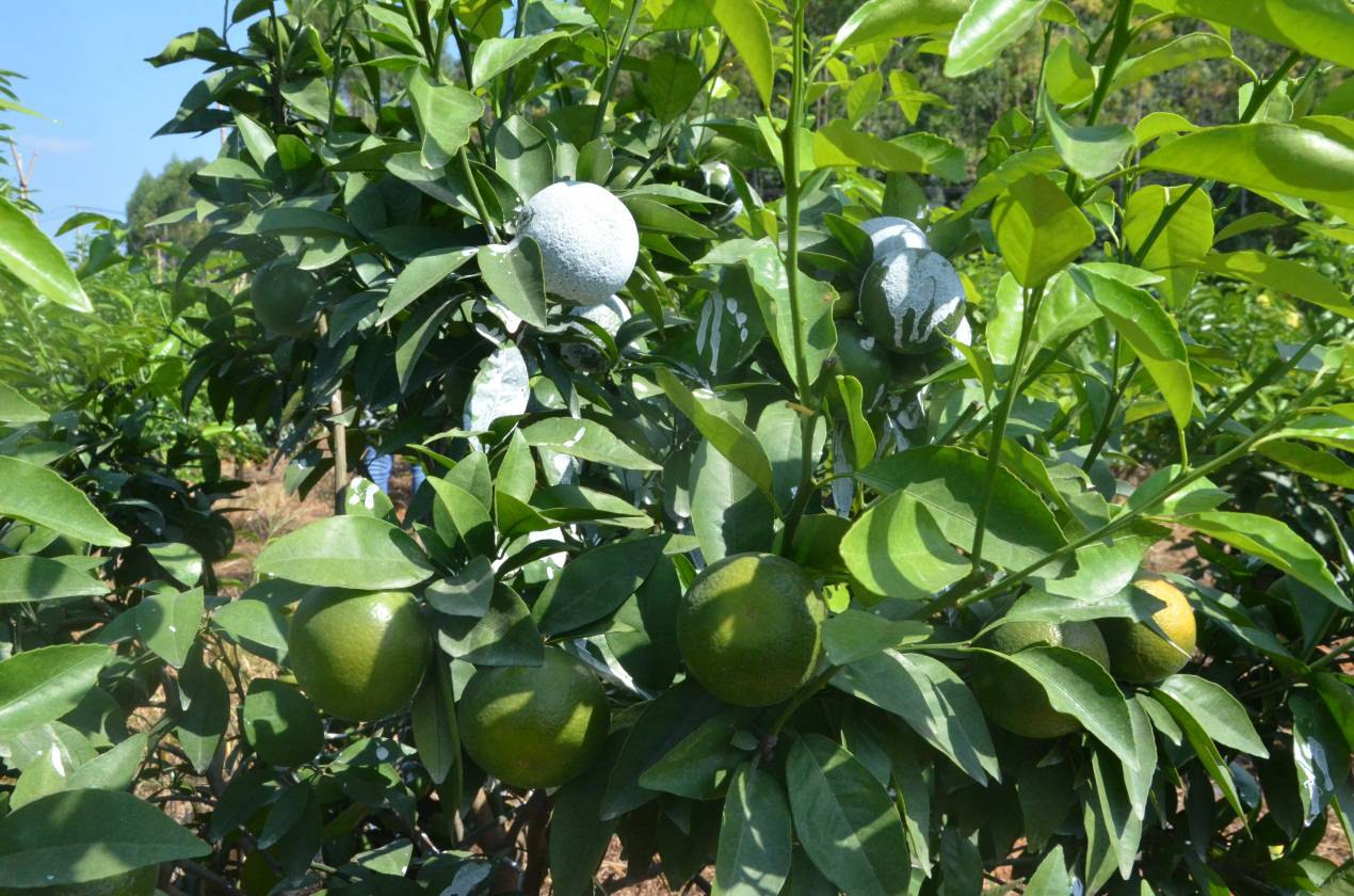 拜耳最新水果,拜耳更好柑橘品种