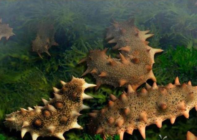 为什么大连海鲜贵,大连海鲜和南方海鲜哪个好