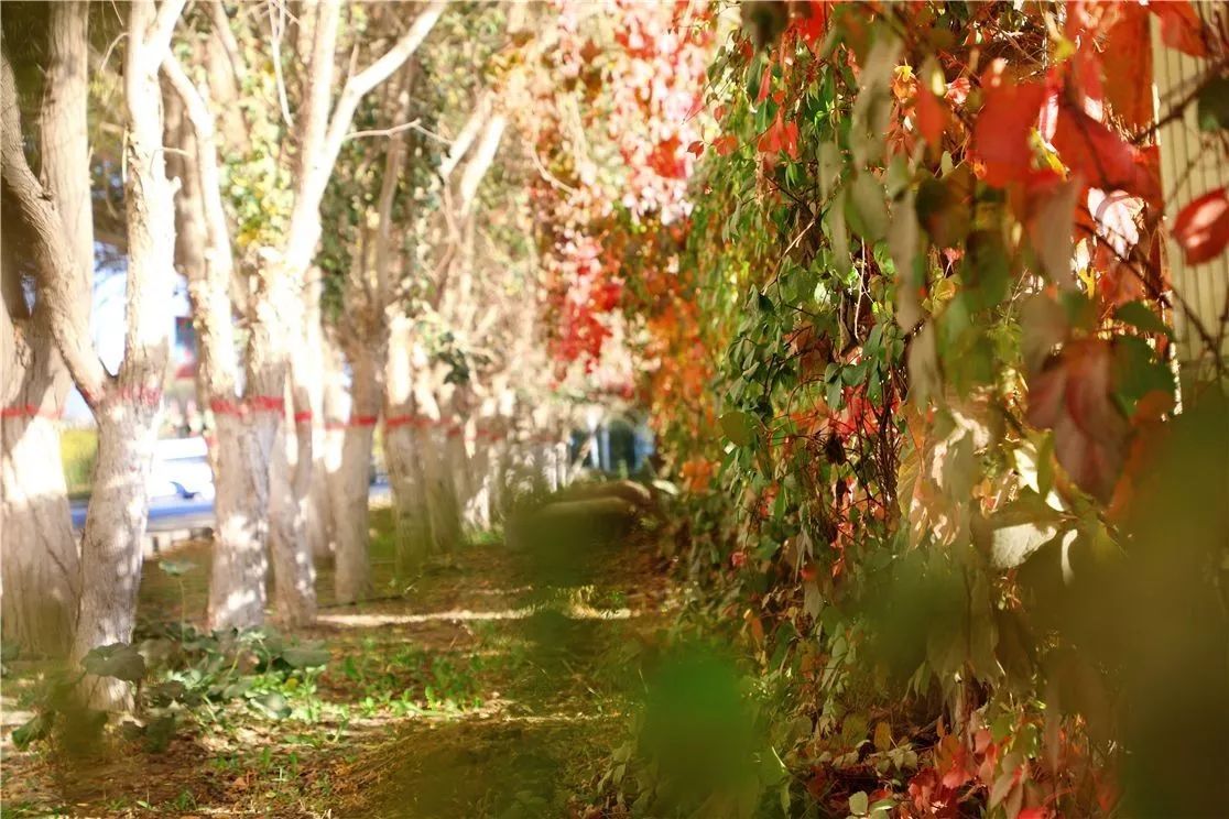 秋日里，有一抹乡愁叫且末！