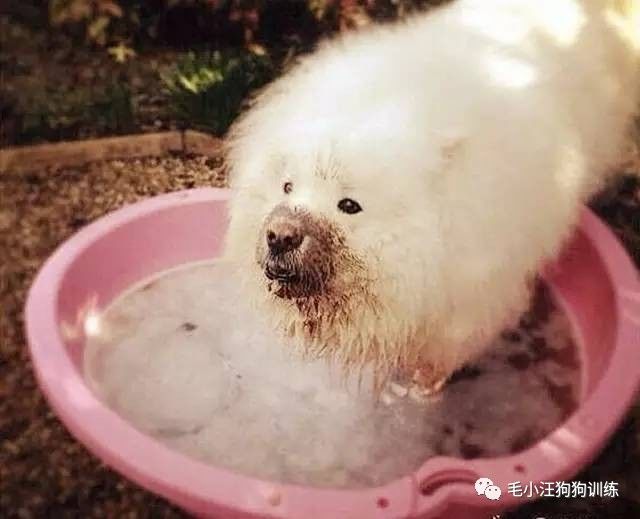 附近的宠物店太多怎么办,被全国的宠物店拉黑的狗