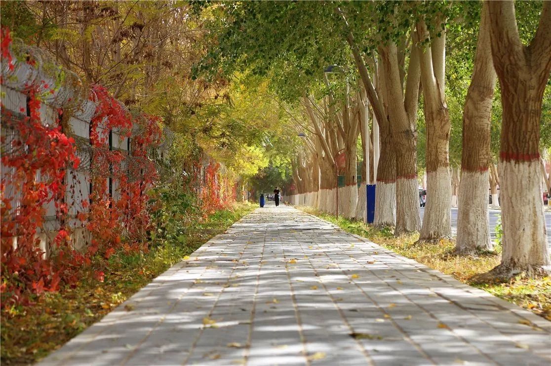 秋日里，有一抹乡愁叫且末！