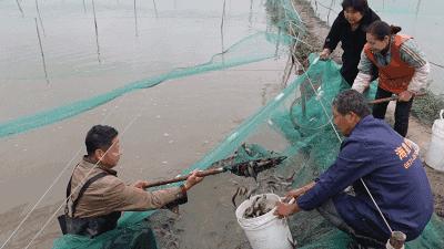 杭州萧山55岁大叔8万元泥鳅苗预计有66万收入！