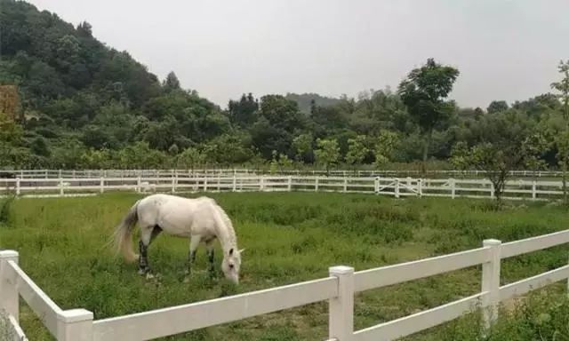 萧山最大的马场在哪里,萧山新建马场