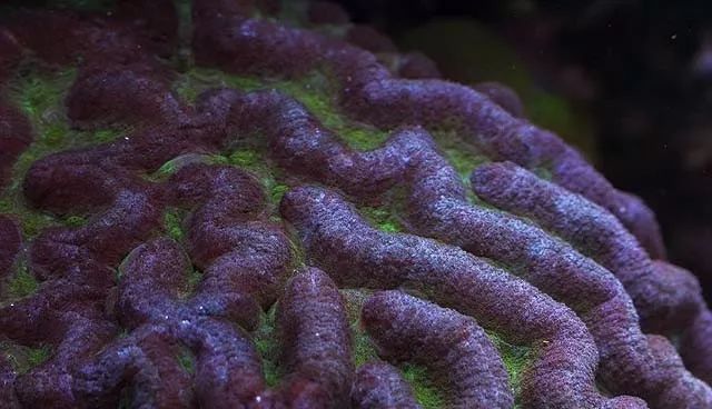 水管工人的美缸，美出新高度！