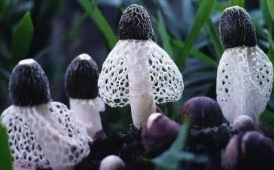 贵州特产一般都有哪些,贵州贵阳青岩古镇有什么特产