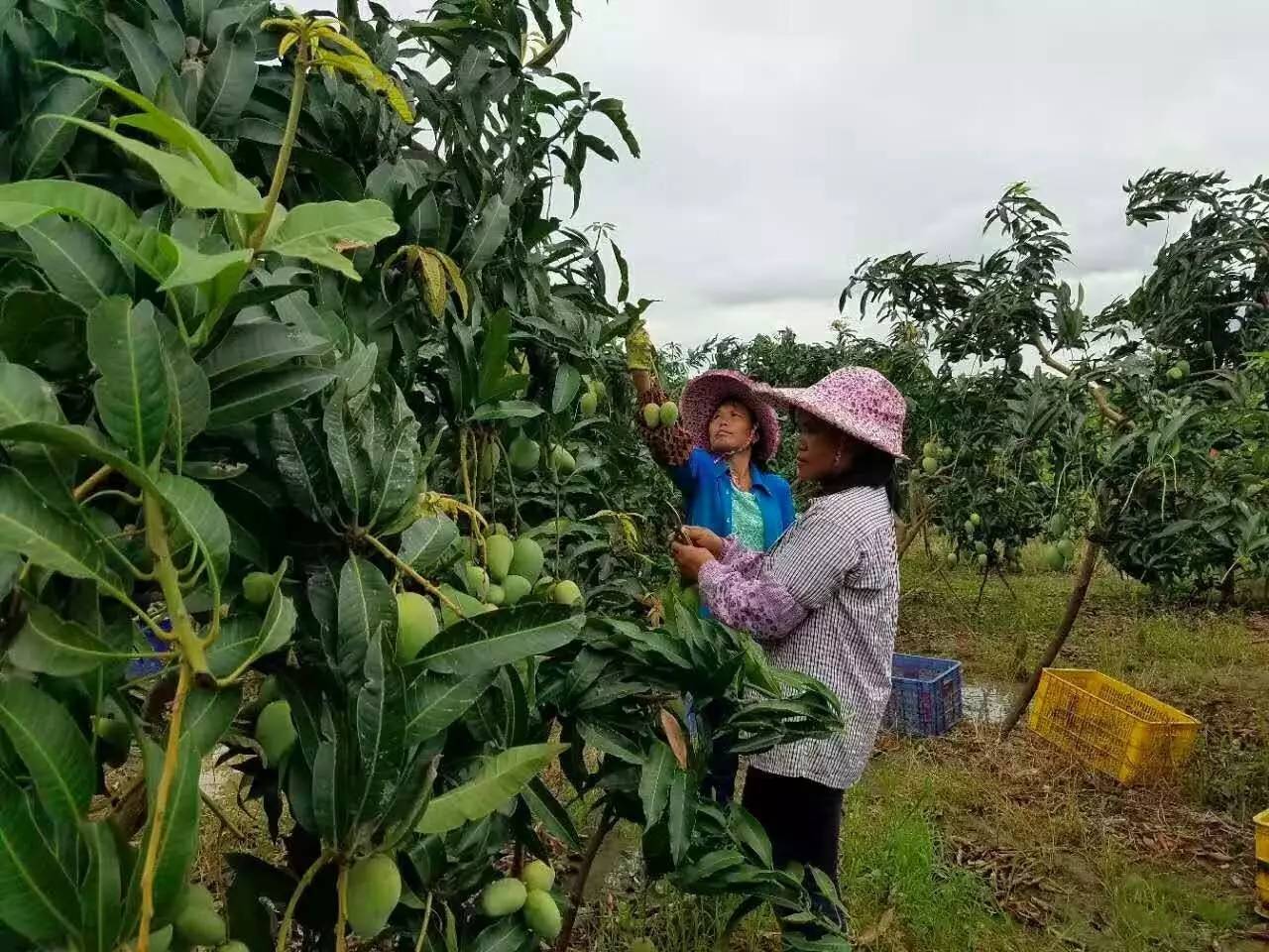 果园免费试吃大全,2019果园免费试吃