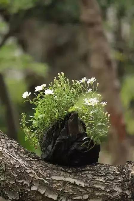 一花一世界一草一天堂一叶一菩提,一花一世界一草一天堂歌曲