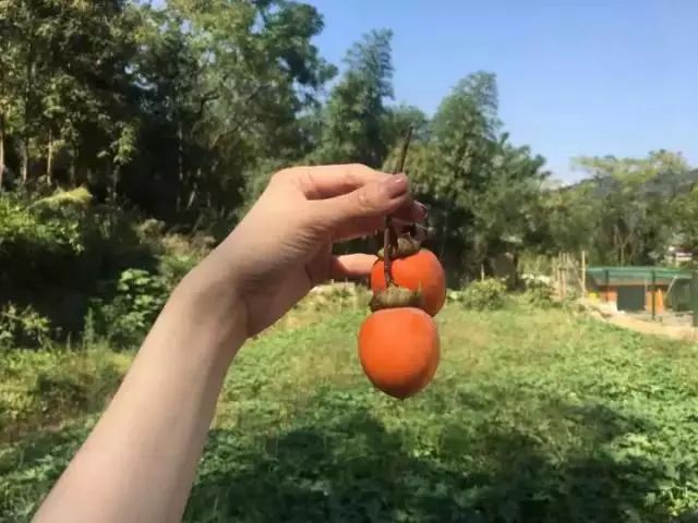 萧山最大的马场在哪里,萧山新建马场