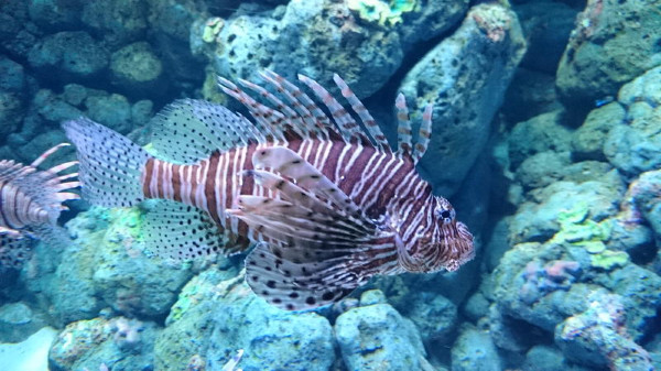 亲子游新加坡旅游攻略推荐,新加坡自由行亲子攻略2015