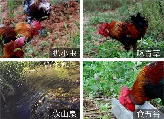 荷兰乳牛中老年奶粉怎么样,为什么那么多人推荐荷兰牛栏奶粉