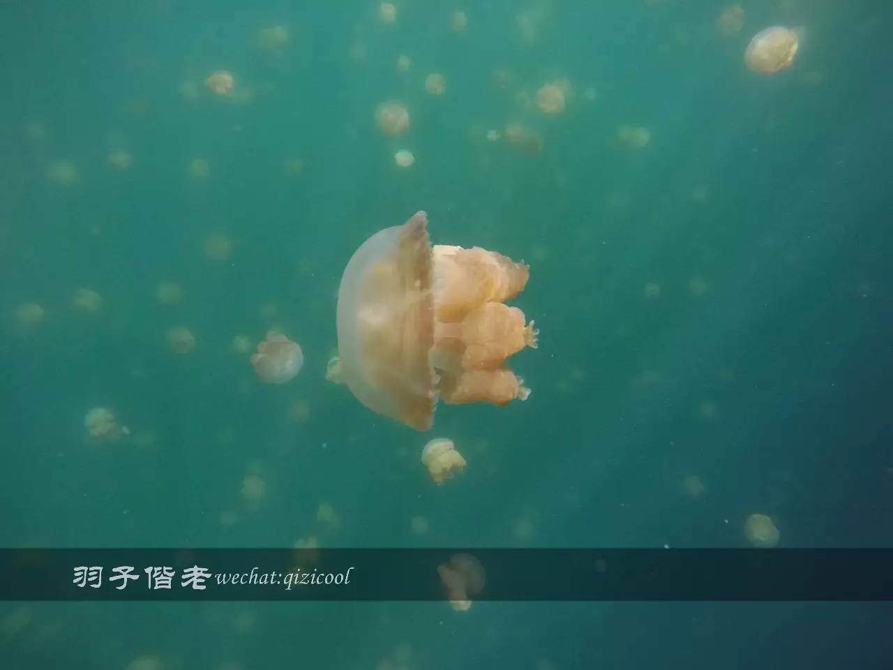 帕劳的旅游时长是多少,帕劳旅游找哪个旅行社