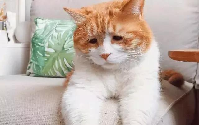 丧文化再度来袭,丧文化