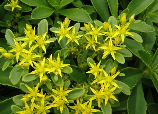 景天三七盆栽如何繁殖,景天三七养殖方法和注意事项