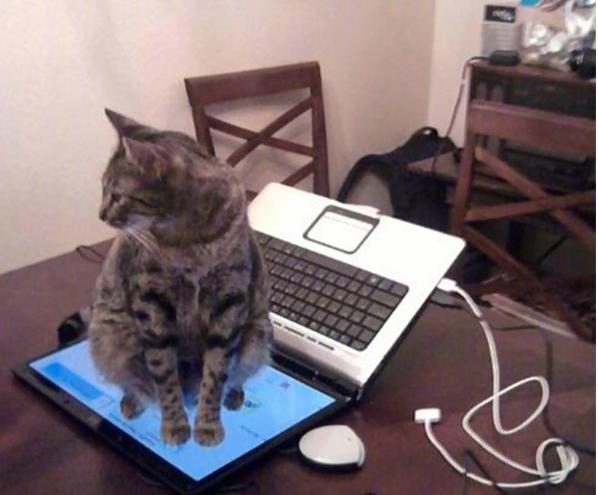 喵星人那些匪夷所思的瞬间,盘点喵星人的无语时刻合集