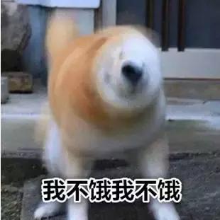 你家的狗会打滚吗,你家的狗多大了