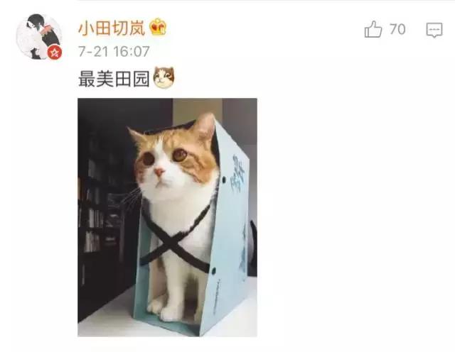 给流浪猫割双眼皮,成都流浪猫手术