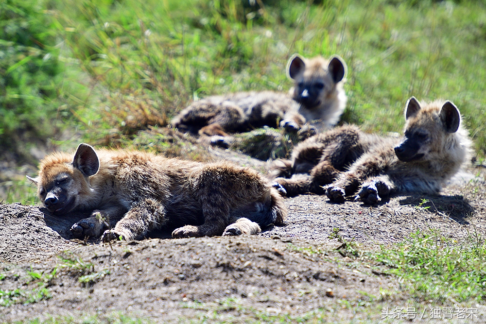 肯尼亚动物大迁徙旅游,肯尼亚迁徙之旅