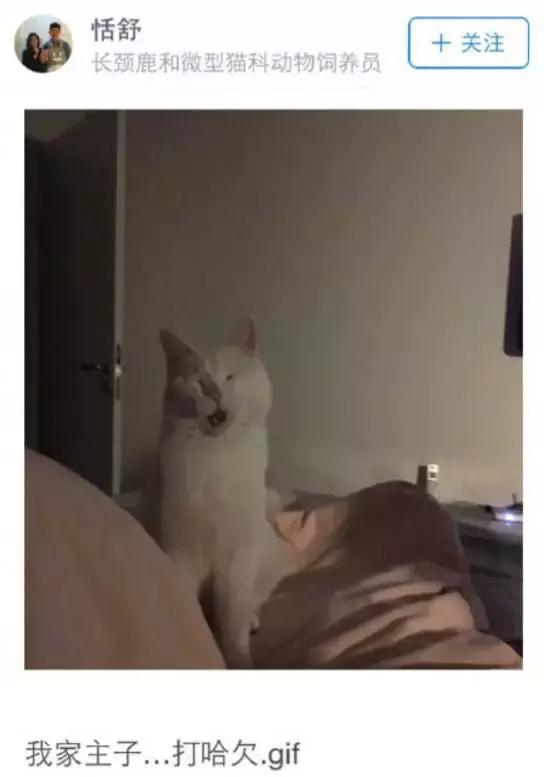 成都流浪猫割双眼皮后的图片,给流浪猫割双眼皮