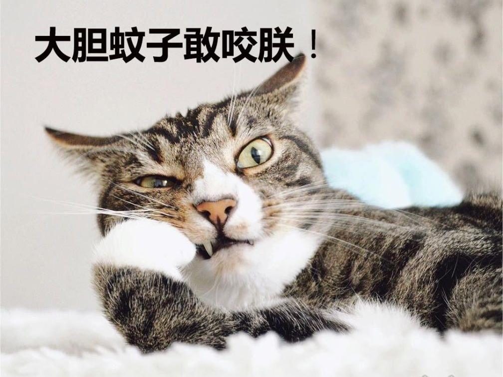猫闻了蚊香液会怎么样,猫闻到蚊香的味道会中毒吗