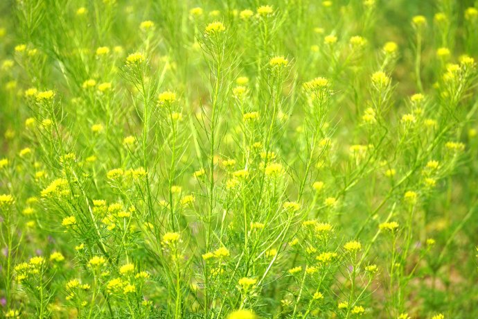 农村常见的中草药功效解说,常见中草药的功效与作用