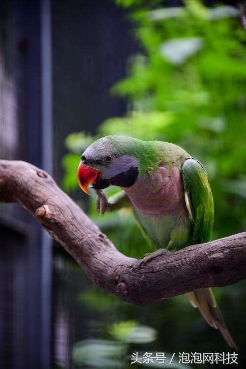 尼康d7500属于什么级别的单反,尼康d7500各种环境下的拍摄参数