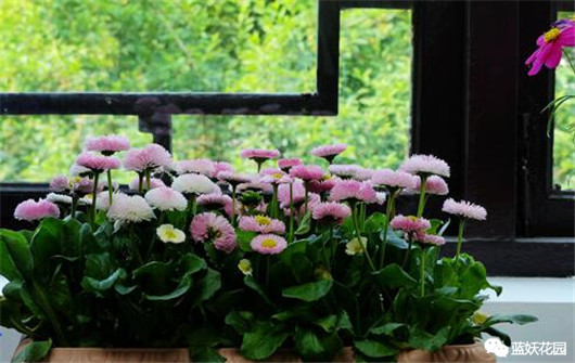 适合养花新手养的花,新手养花小技巧学会才能养好花