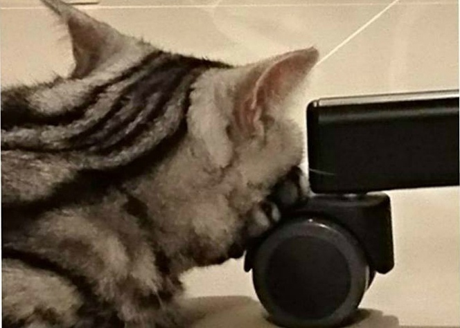 猫咪贴面膜,给猫咪敷面膜