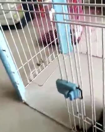 判断哈士奇是不是纯种的方法，很简单很实用