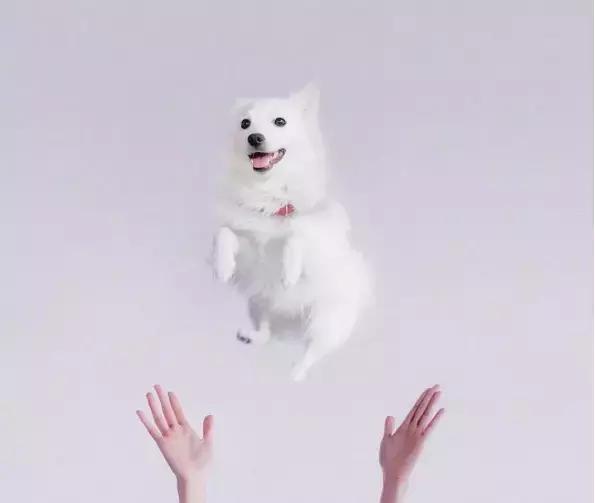 养了一只柯基,养了一只柯基和博美