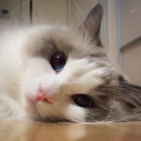 一只全方位无死角美颜的喵,和一只360度无死角的丑猫,对比伤害有多大——简直没眼看了