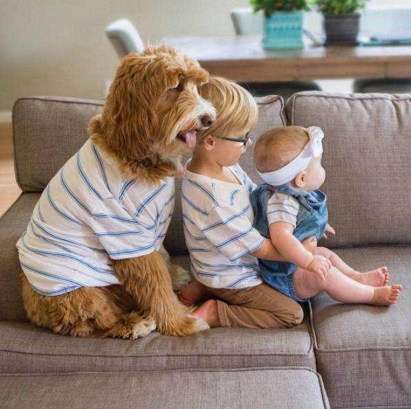 备孕可养狗狗吗,想备孕能养狗狗吗