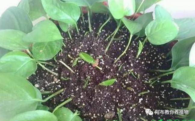 一个鸡蛋就可以让绿萝疯长,让绿萝长得快的方法有哪些