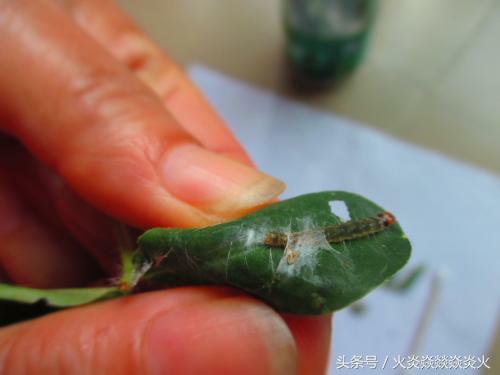 花生地土里的绿色虫子,花生地里面白色的虫子