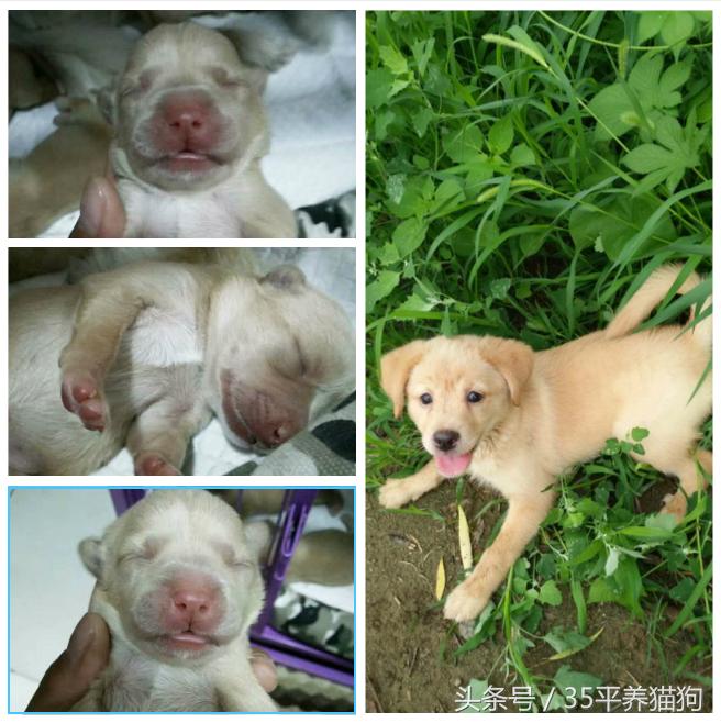 我和我的狗子们：养狗人的心醉幸福二三事儿