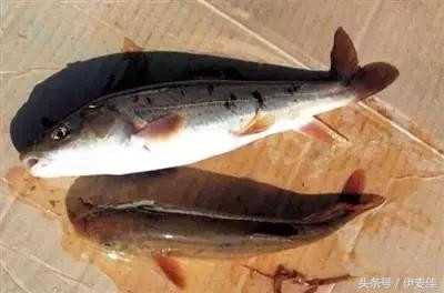 青海湟鱼科普介绍,湟鱼科普小知识