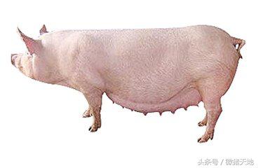 农民学养猪，母猪分娩前110-115天的症状（基础养猪学）