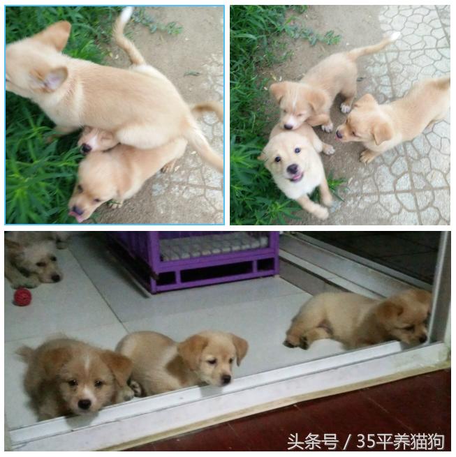 我和我的狗子们：养狗人的心醉幸福二三事儿