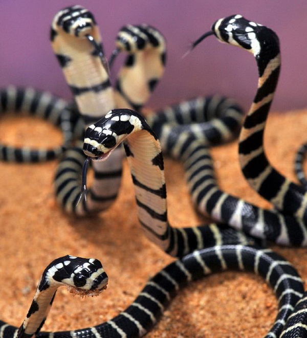 干货满满，在深山里面被毒蛇咬了怎么自救