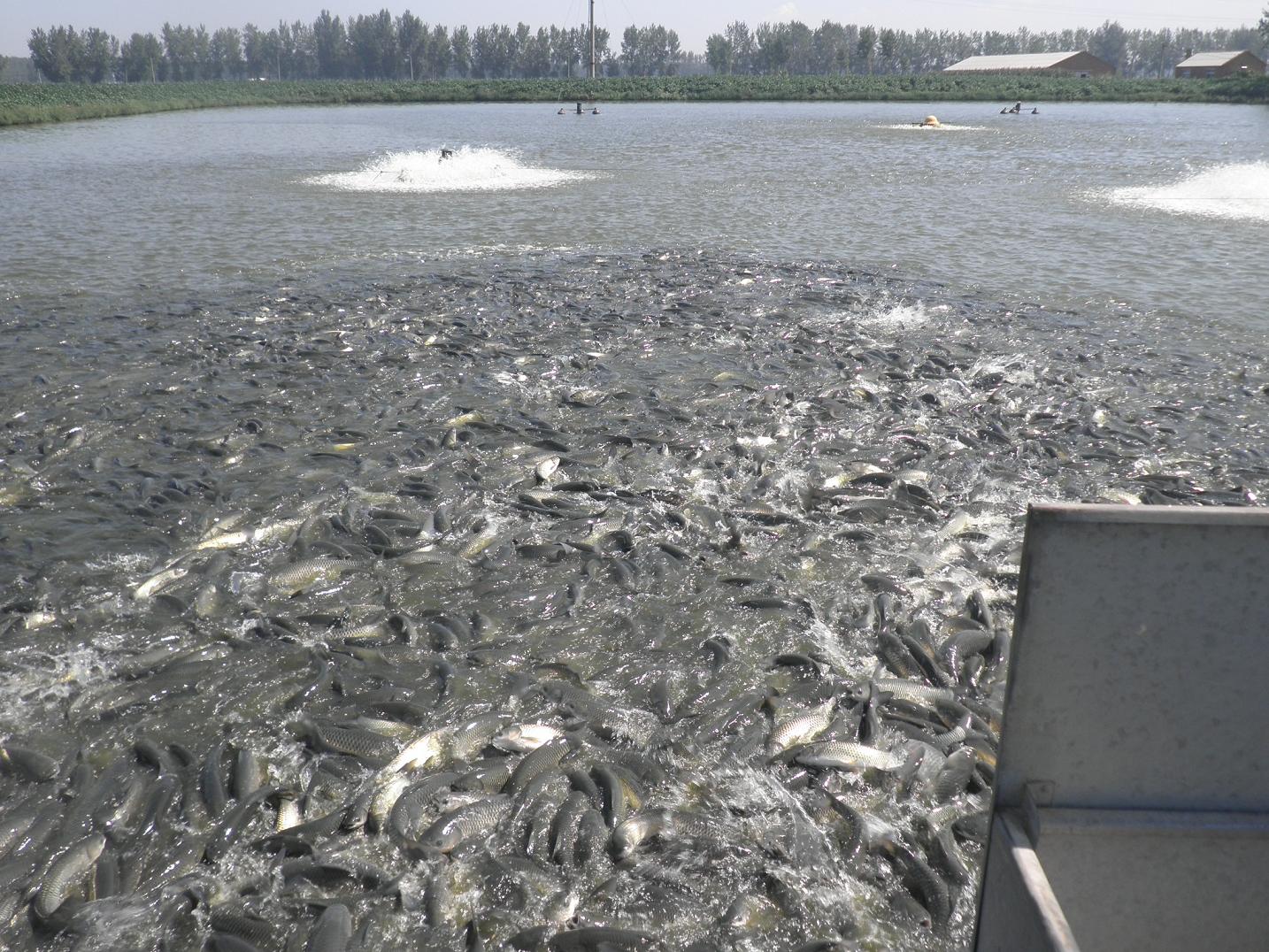 鲫鱼鳃出血症状,鲫鱼鳃出血会全部死亡吗